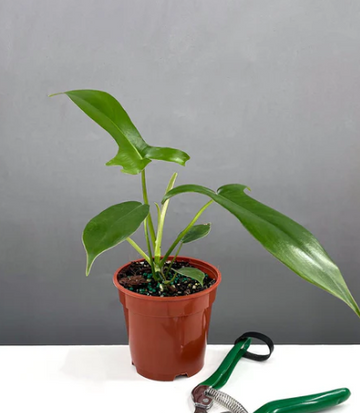 Philodendron Glad Hands Care | Plant Proper