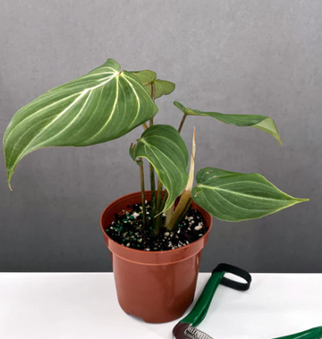 Philodendron Gloriosum Notched and Blotched Care | Plant Proper