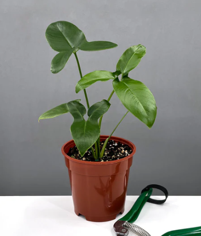 Philodendron Goeldii Care | Plant Proper