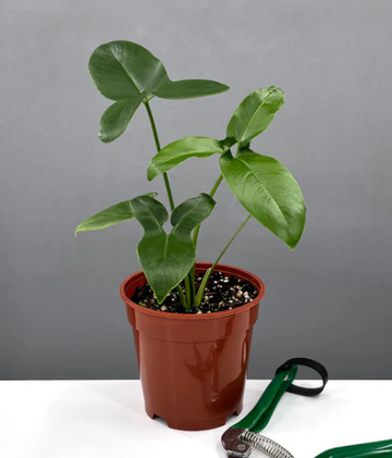 Philodendron Goeldii Care | Plant Proper