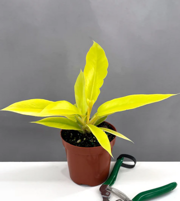 Philodendron Golden Crocodile Care | Plant Proper