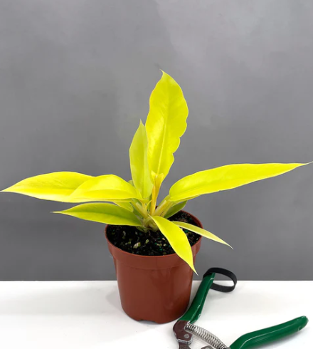 Philodendron Golden Crocodile Care | Plant Proper