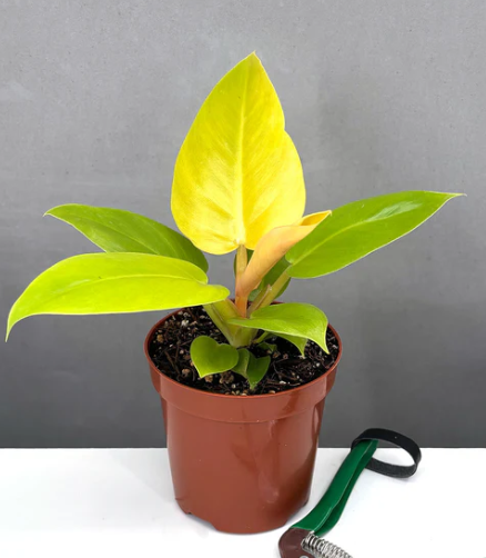 Philodendron Golden Melinonii Care | Plant Proper