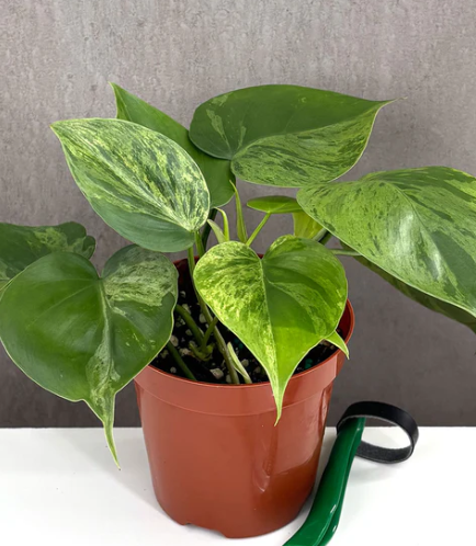 Philodendron Heartleaf Variegated Care | Plant Proper