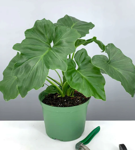 Philodendron Hope Care | Plant Proper