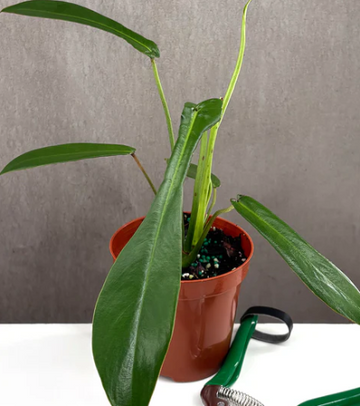 Philodendron Joepii Care | Plant Proper