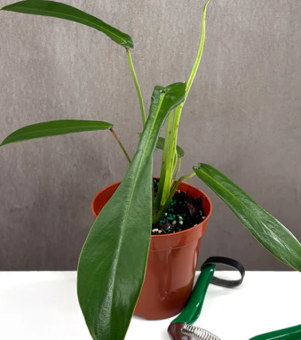 Philodendron Joepii Care | Plant Proper