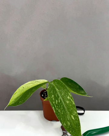 Philodendron Jose Buono Care | Plant Proper