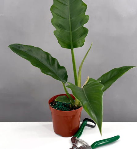 Philodendron Jungle Boogie Care | Plant Proper
