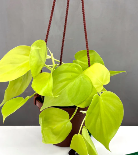 Philodendron Lemon Lime Care | Plant Proper