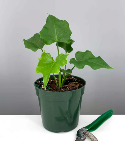 Philodendron Lickety Split Care | Plant Proper
