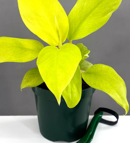 Philodendron Malay Gold Care | Plant Proper