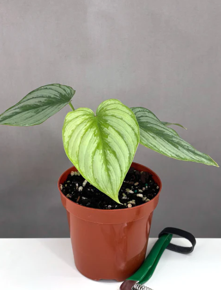 Philodendron Mamei Silver Care | Plant Proper