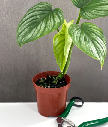 Philodendron Mamei Silver Notched and Blotched Care | Plant Proper