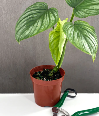 Philodendron Mamei Silver Notched and Blotched Care | Plant Proper
