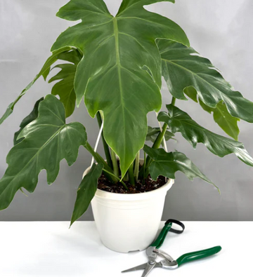 Philodendron Mayoi Care | Plant Proper