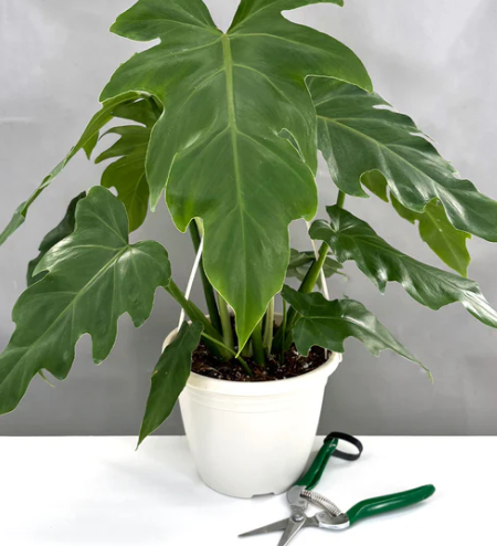 Philodendron Mayoi Care | Plant Proper