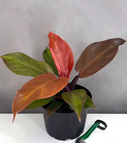 Philodendron McColley's Finale Care | Plant Proper