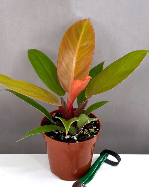 Philodendron Prince of Orange Care | Plant Proper