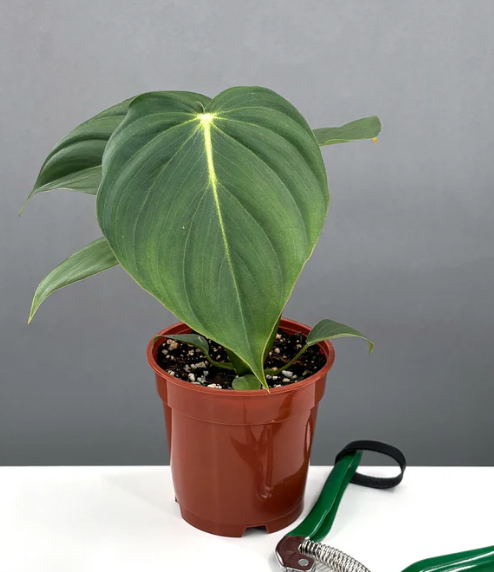 Philodendron McDowell Care | Plant Proper