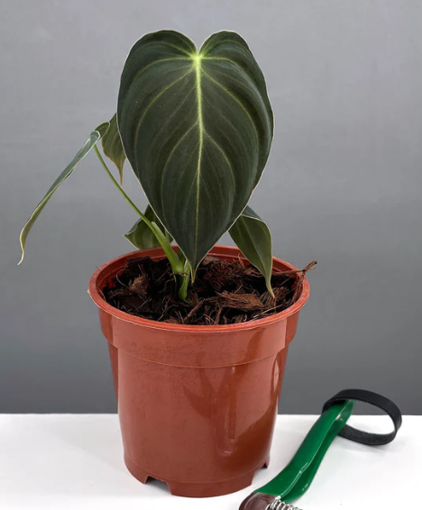 Philodendron Melanochrysum | Plant Proper