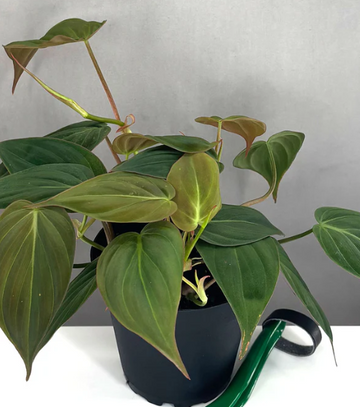Philodendron Micans Care | Plant Proper