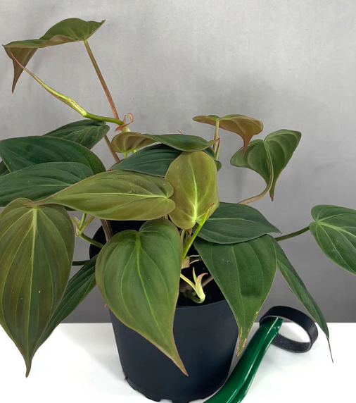 Philodendron Micans Care | Plant Proper