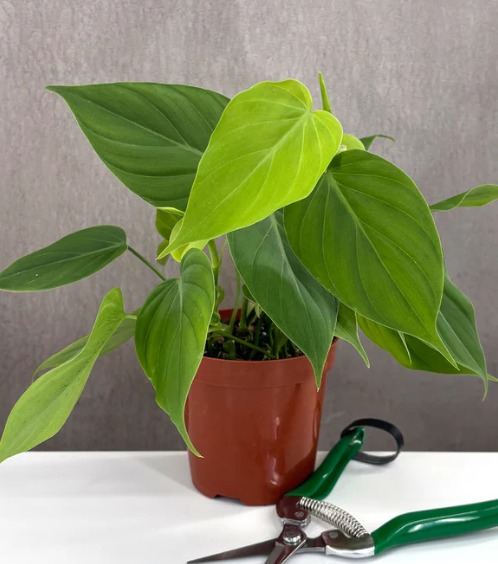 Philodendron Micans Green Form Care | Plant Proper
