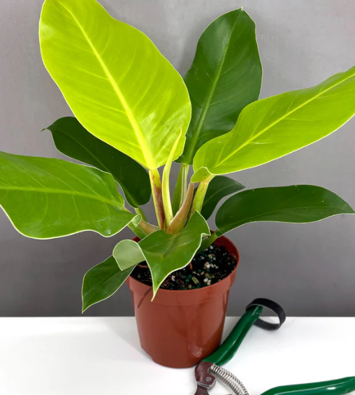 Philodendron Moonlight Care | Plant Proper