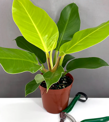 Philodendron Moonlight Care | Plant Proper