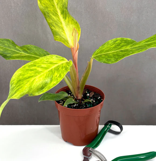 Philodendron Orange Marmalade Care | Plant Proper