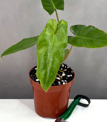 Philodendron Paraiso Verde Care | Plant Proper