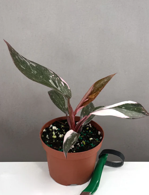 Philodendron Pink Princess Marble Care | Plant Proper