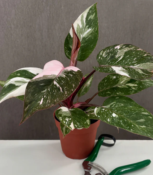 Philodendron Pink Princess Marble Notched and Blotched Care | Plant Proper