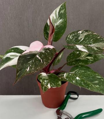 Philodendron Pink Princess Marble Notched and Blotched Care | Plant Proper