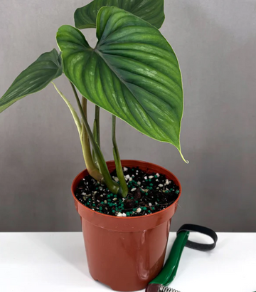 Philodendron Plowmanii Care | Plant Proper