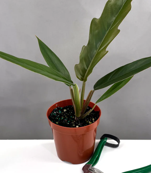 Philodendron Pluto Care | Plant Proper
