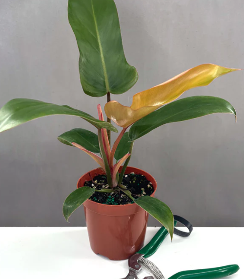 Philodendron Sayaka Care | Plant Proper