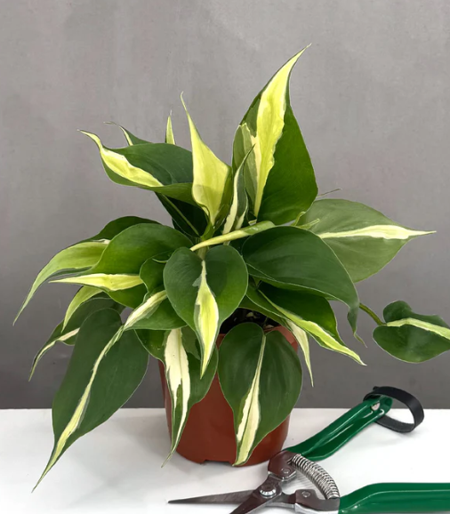 Philodendron Silver Stripe Care | Plant Proper