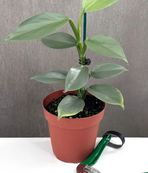 Philodendron Silver Sword Care | Plant Proper