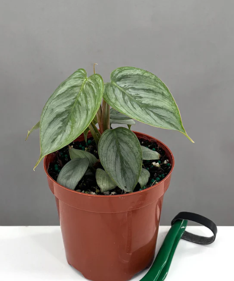 Philodendron Sodiroi Care | Plant Proper