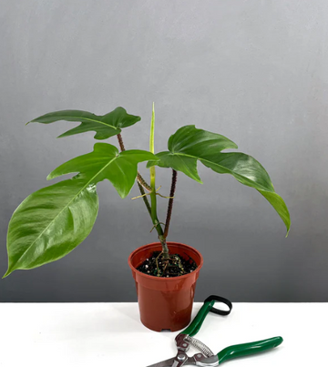 Philodendron Squamiferum Care | Plant Proper