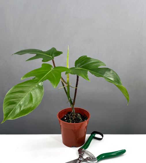 Philodendron Squamiferum Care | Plant Proper
