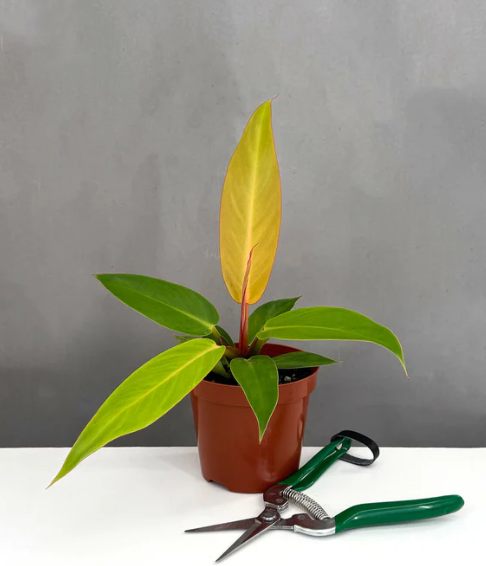Philodendron Sun Red Care | Plant Proper