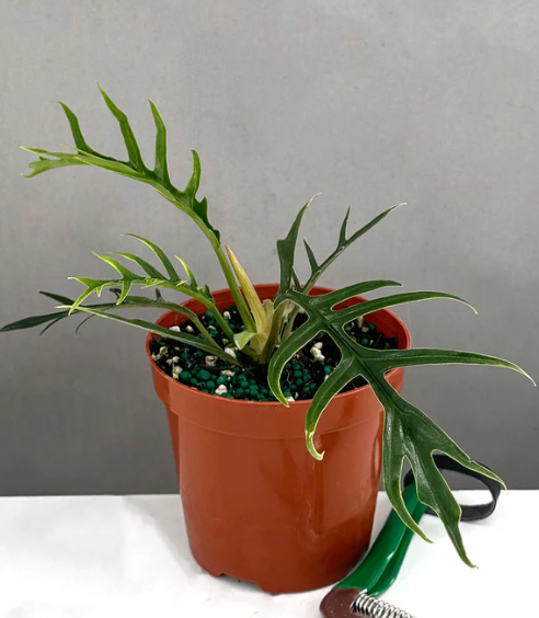 Philodendron Tortum Care | Plant Proper