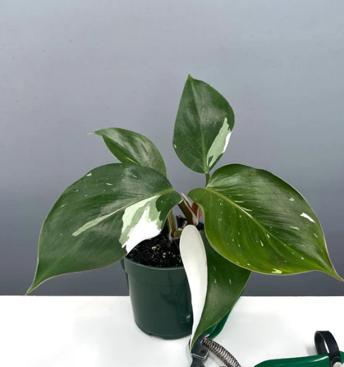 Philodendron White Knight Care | Plant Proper
