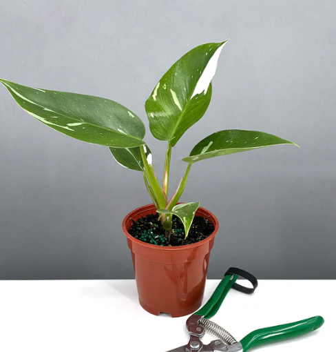 Philodendron White Princess Care | Plant Proper