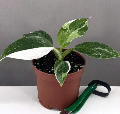 Philodendron White Wizard Care | Plant Proper