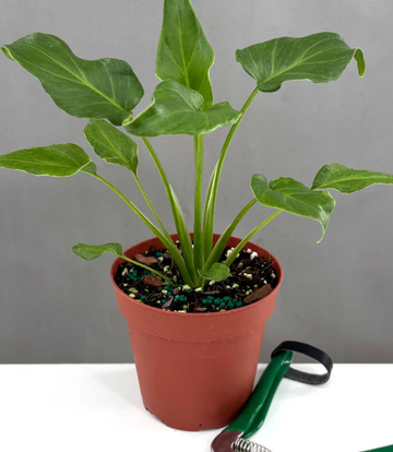 Philodendron Xanadu Care | Plant Proper