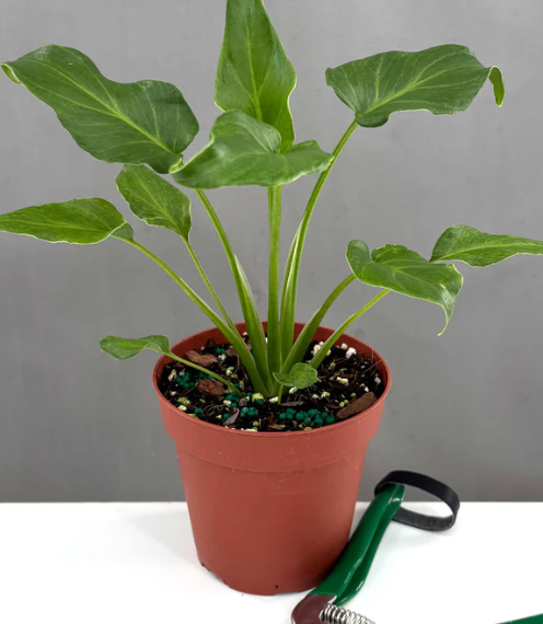 Philodendron Xanadu Care | Plant Proper